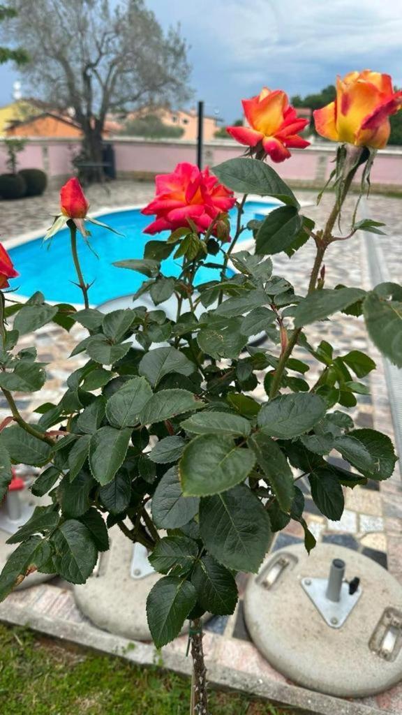 Villa Baldi -Apartmani Danny Tar-Vabriga المظهر الخارجي الصورة