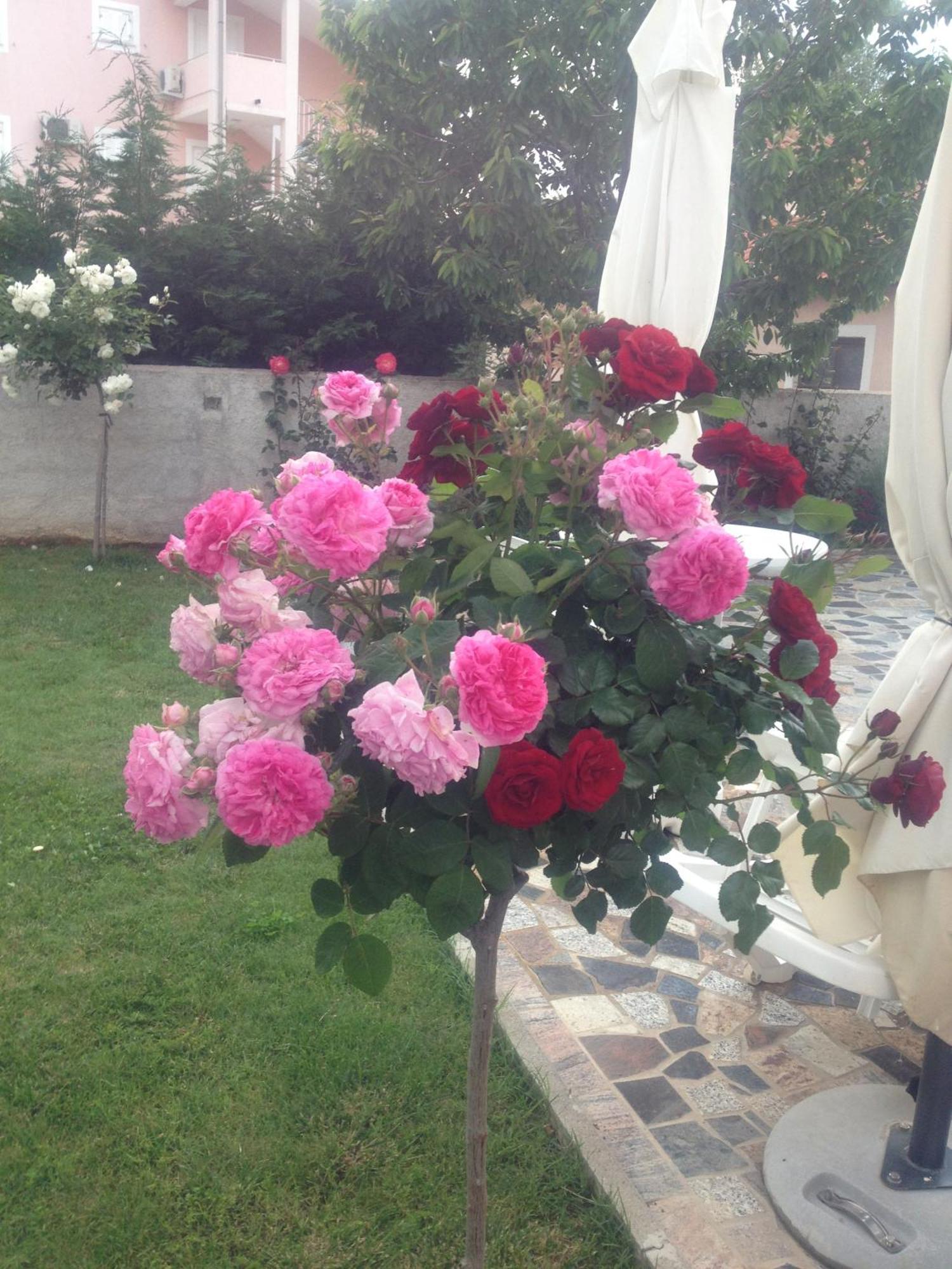 Villa Baldi -Apartmani Danny Tar-Vabriga المظهر الخارجي الصورة