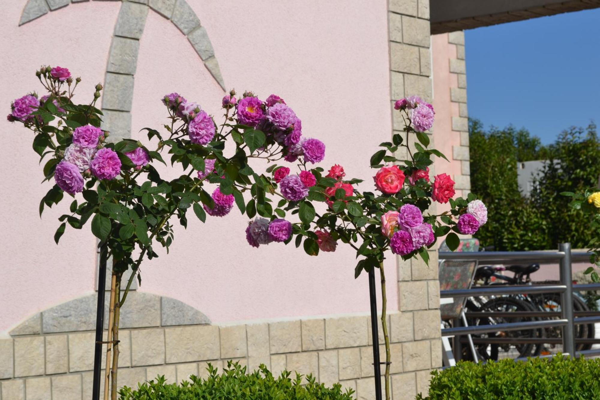 Villa Baldi -Apartmani Danny Tar-Vabriga المظهر الخارجي الصورة